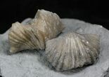 Pair Of Fossil Brachiopods (Platystrophia) - Indiana #25998-2